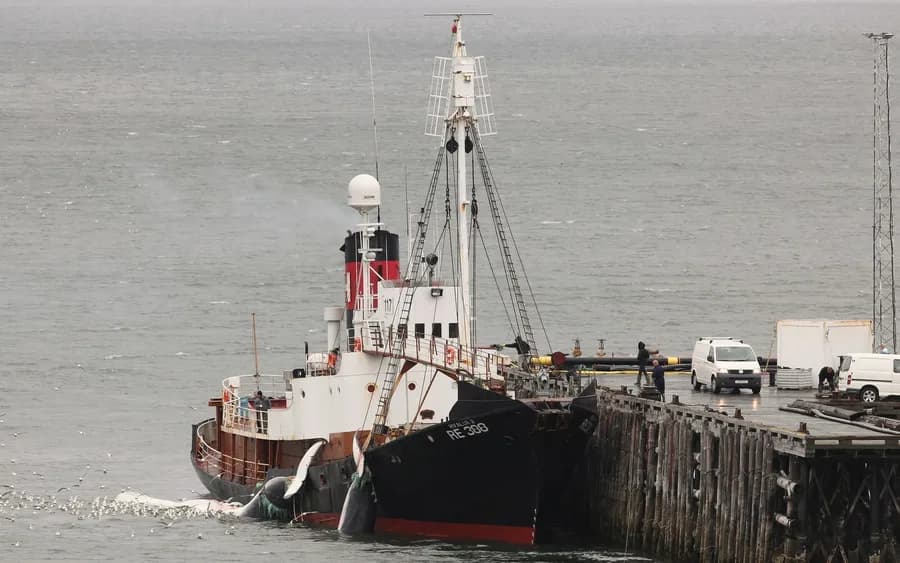 Hvalur 8