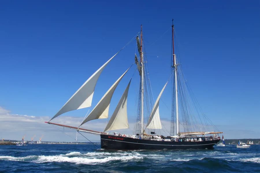 Wylde Swan