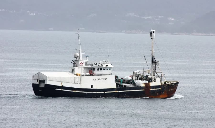 Kvitbjørn