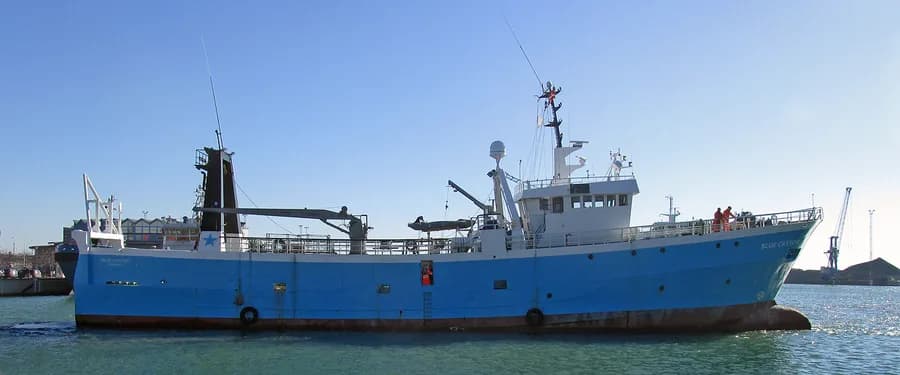 Blue Castor