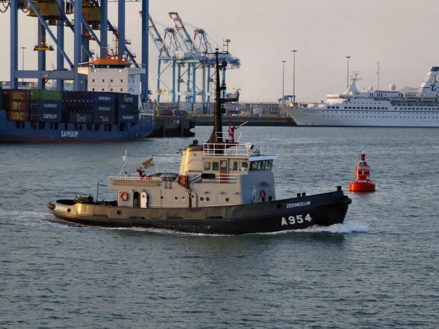A954 Zeemeeuw